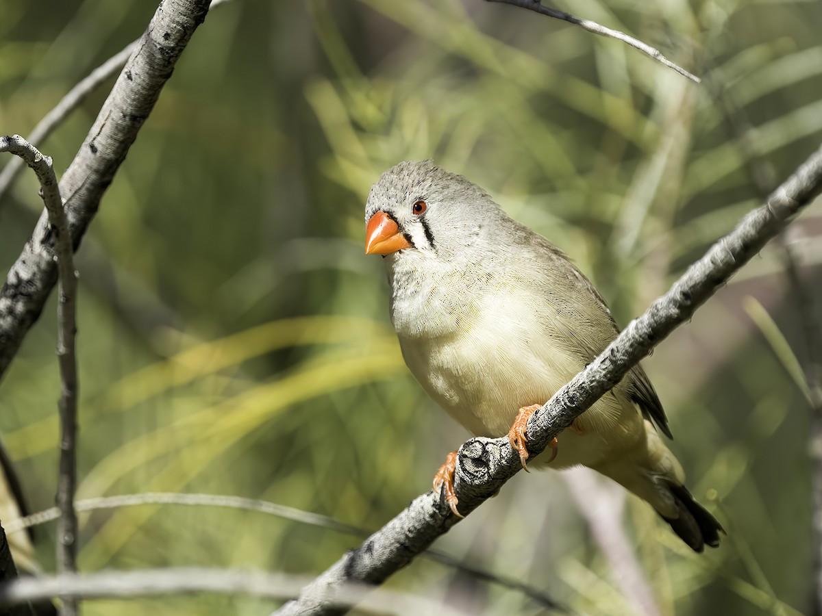 Zebra Finch - ML465459001