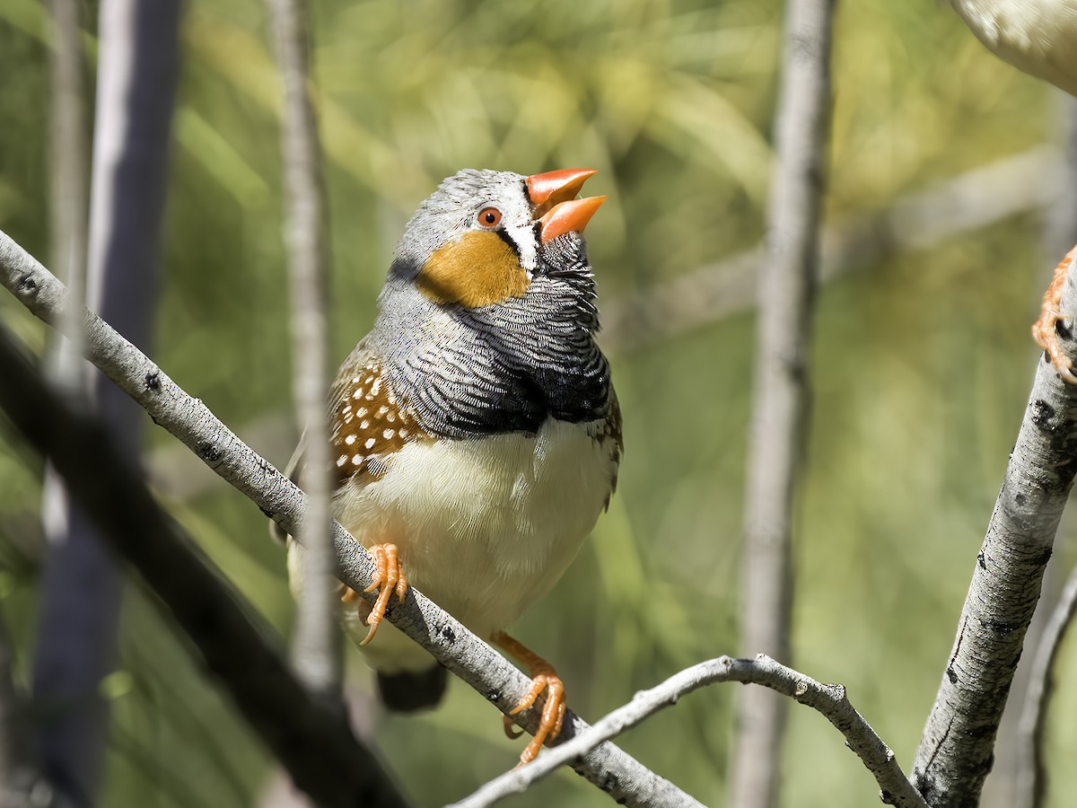 Zebra Finch - ML465459011