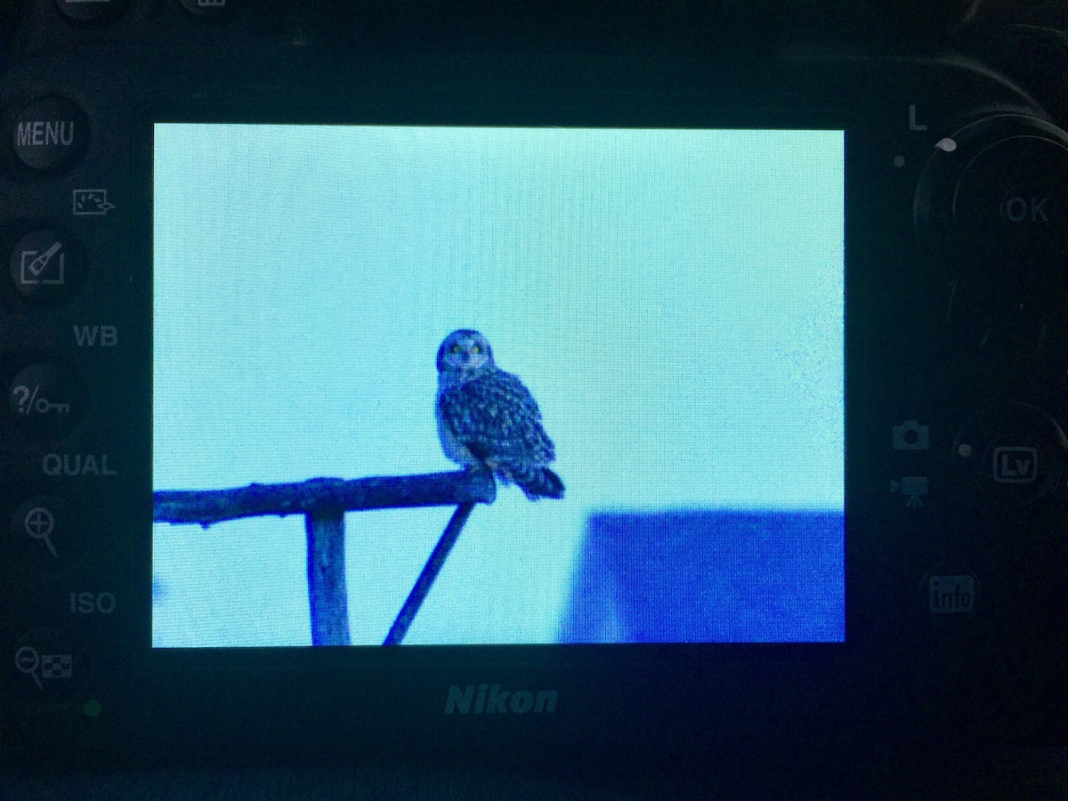 Short-eared Owl - ML46546021