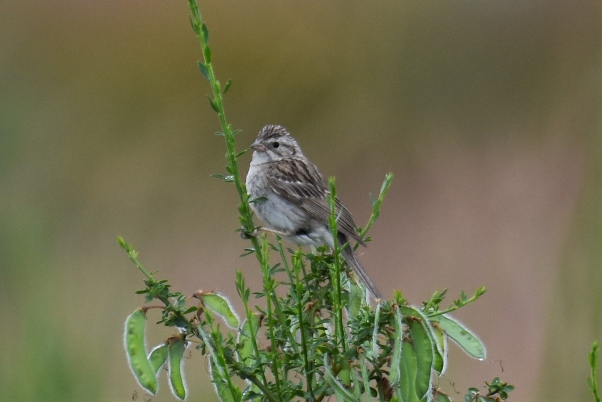 Brewer's Sparrow - Timothy Leque