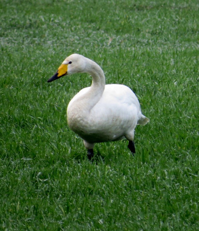 Whooper Swan - ML465461051