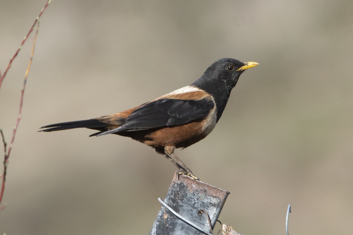 White-backed Thrush - ML465462771