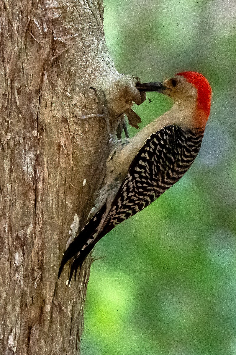 Red-bellied Woodpecker - ML465463521