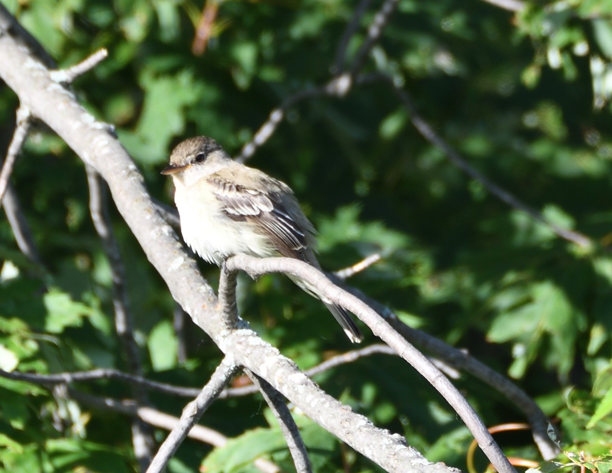 Willow Flycatcher - ML465464681