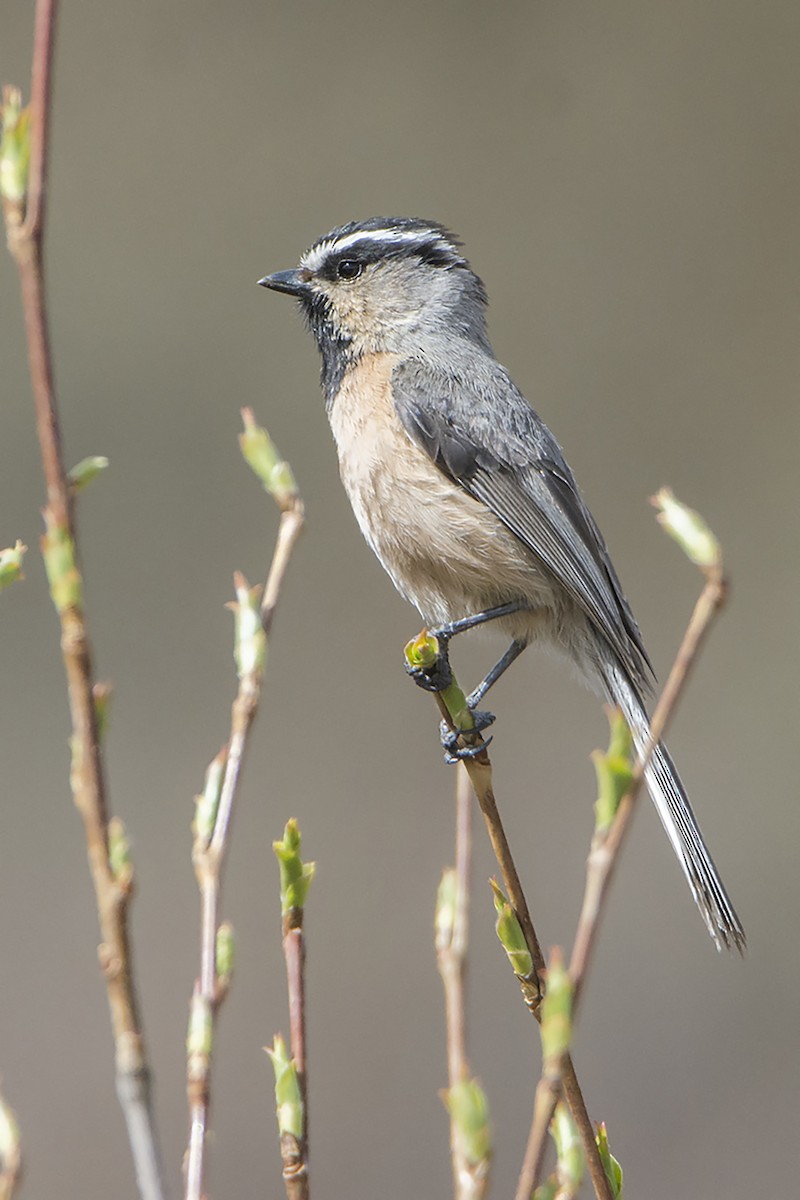 White-browed Tit - ML465465251