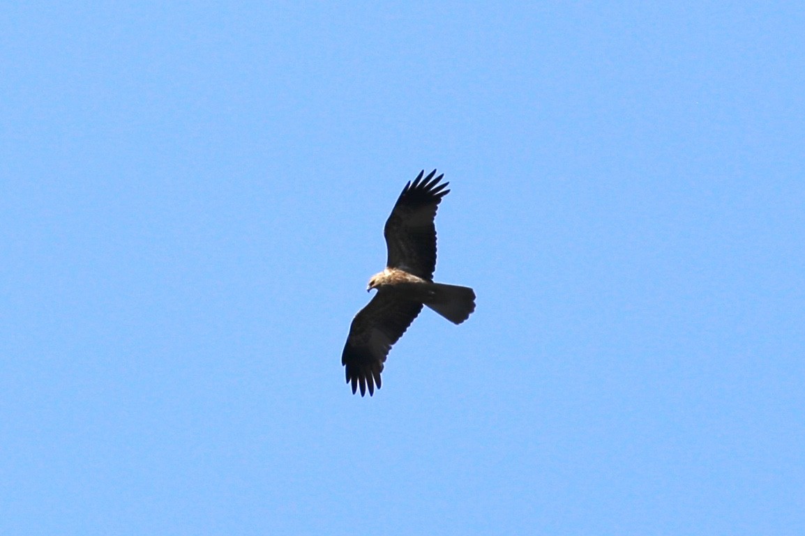 Whistling Kite - ML465466751