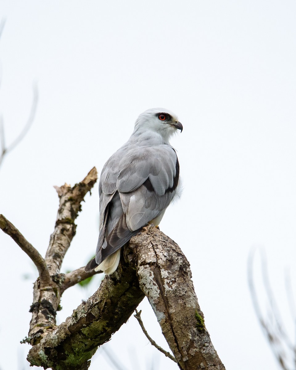 Black-shouldered Kite - Shae Nechwatal