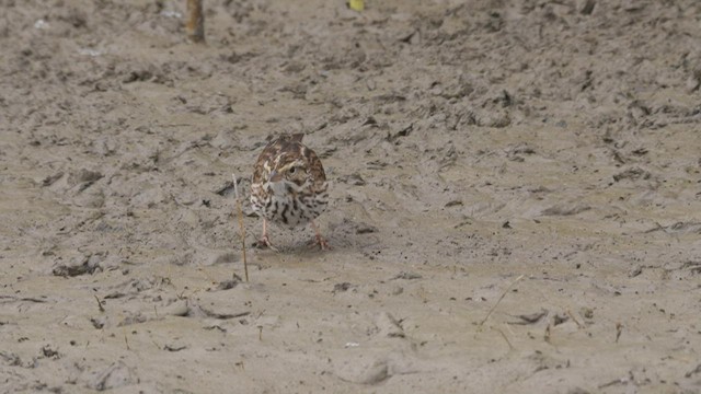 サバンナシトド（sandwichensis グループ） - ML465467941