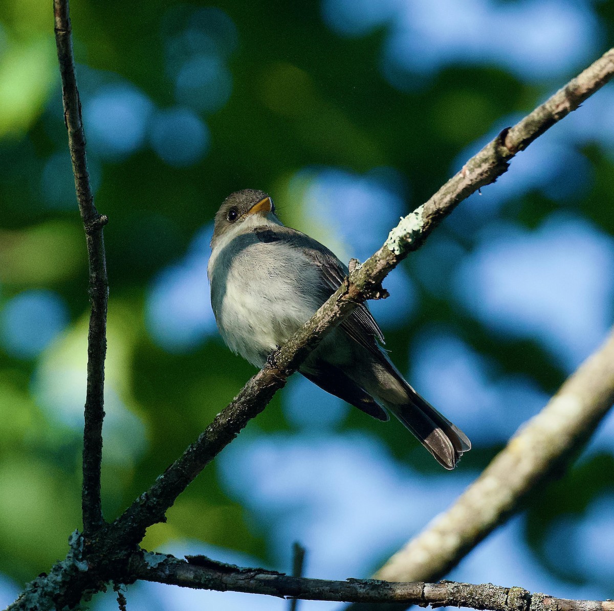 Eastern Wood-Pewee - Anne Inga