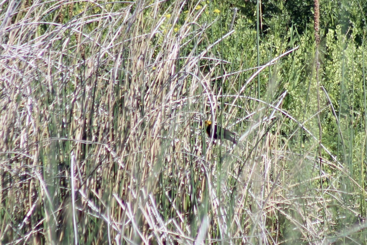 Yellow-headed Blackbird - ML465469001