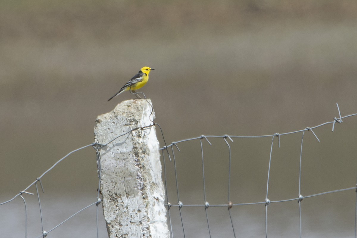 Citrine Wagtail (Black-backed) - Miguel Rouco