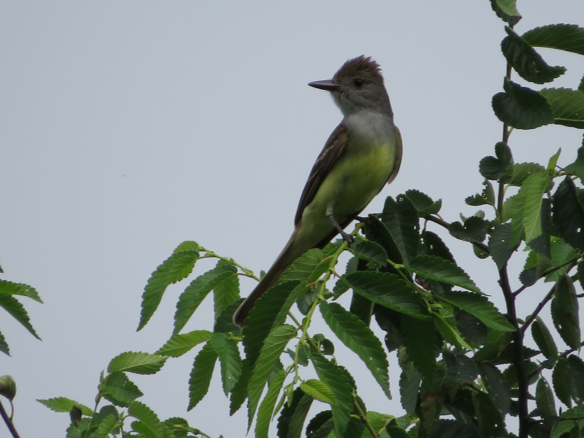 Great Crested Flycatcher - Nick Paarlberg