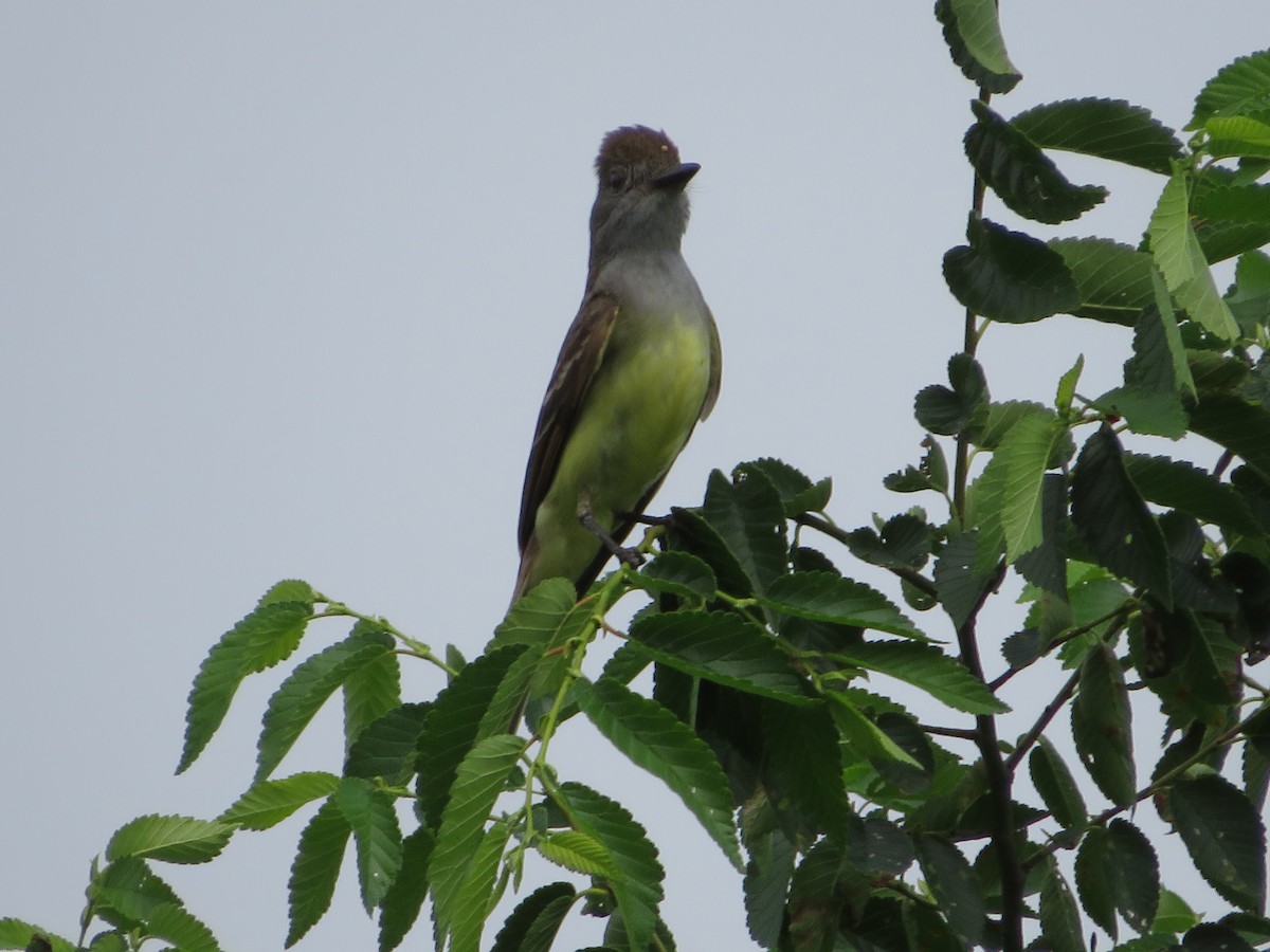 Great Crested Flycatcher - Nick Paarlberg