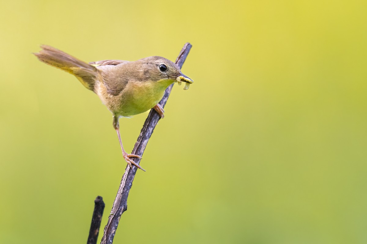 Common Yellowthroat - ML465470881