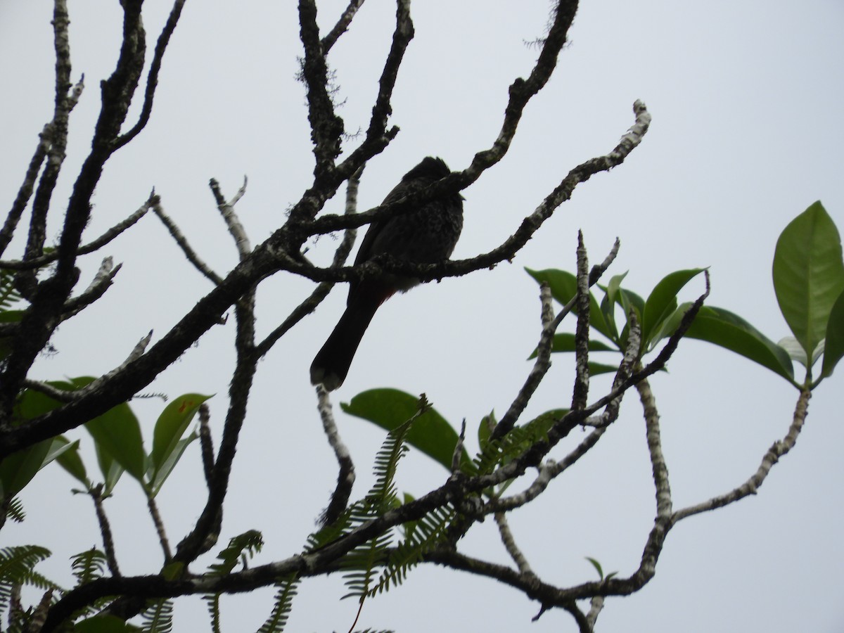 Red-vented Bulbul - ML465471061