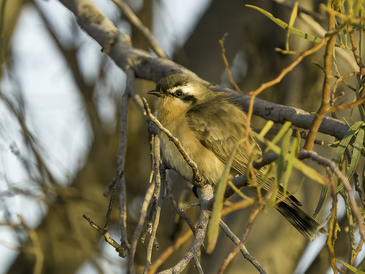 Black-eared Cuckoo - ML465472491