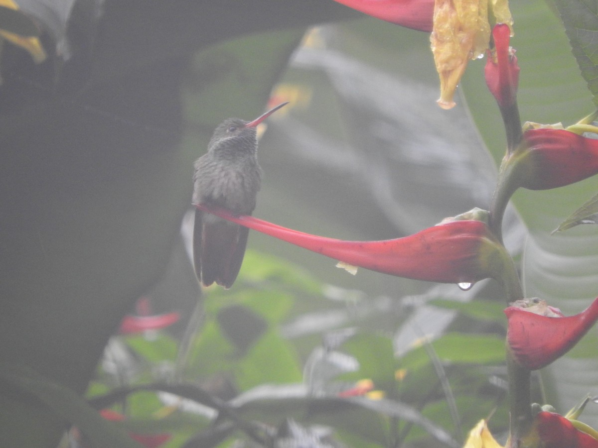 Rufous-tailed Hummingbird - Agustin Carrasco