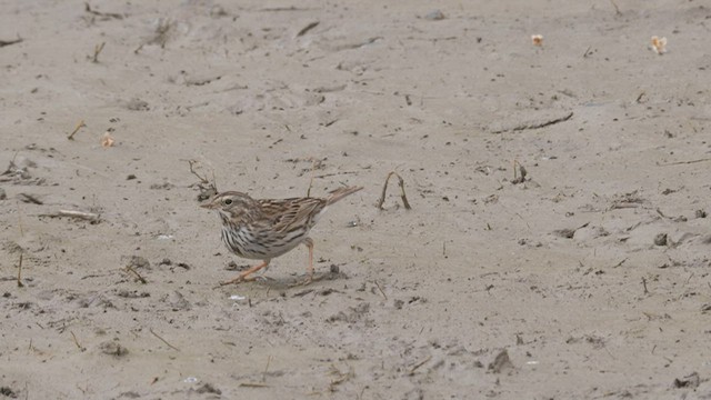 サバンナシトド（sandwichensis グループ） - ML465473601