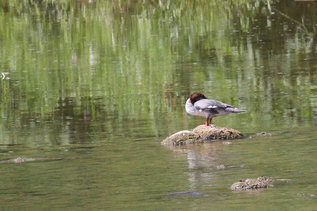 Common Merganser - David Wake