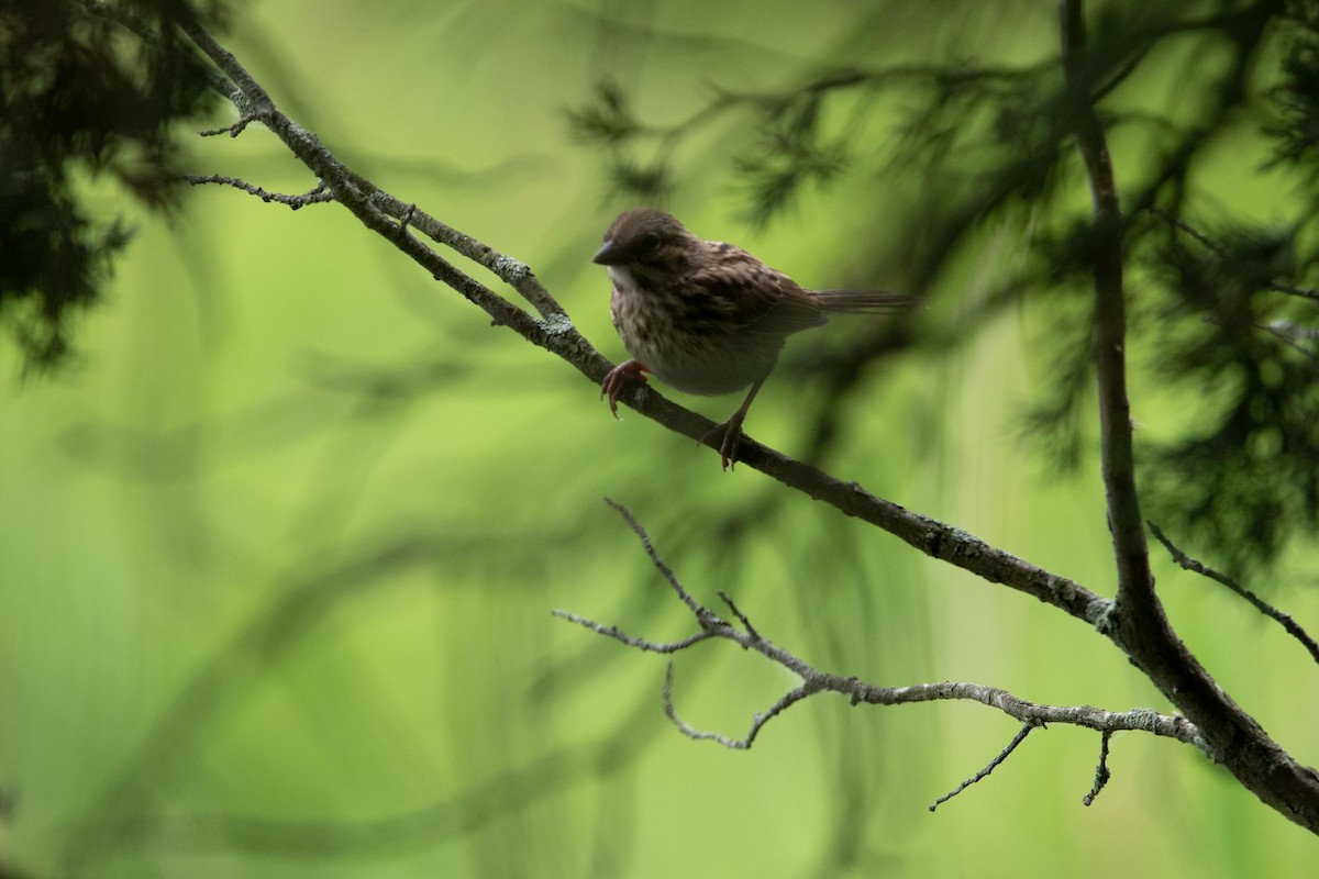 Song Sparrow - ML465477131