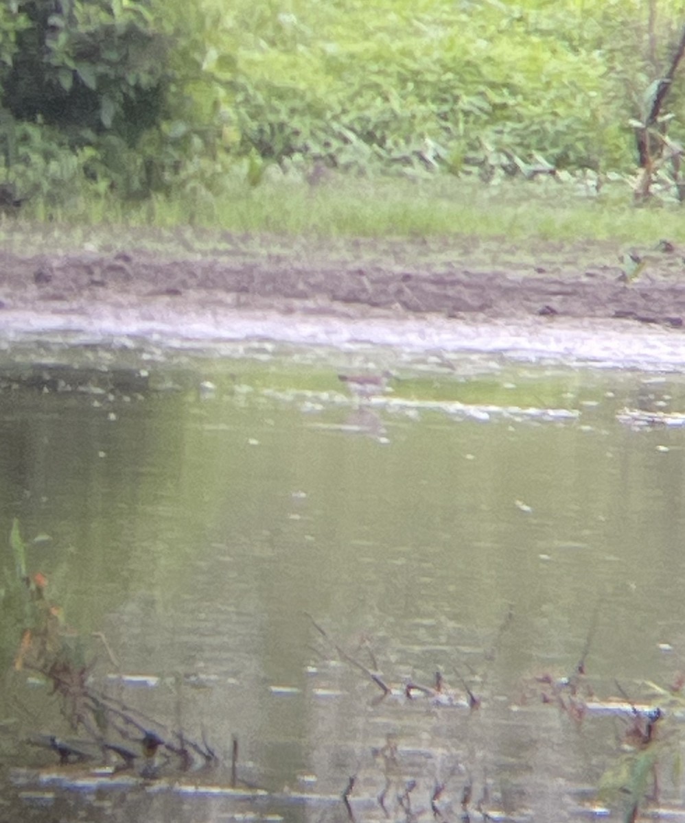 Solitary Sandpiper - ML465477551