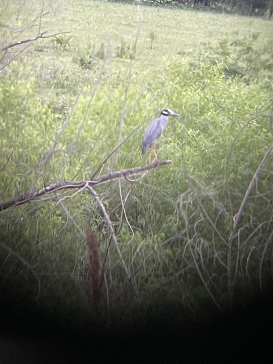 Yellow-crowned Night Heron - ML465477741