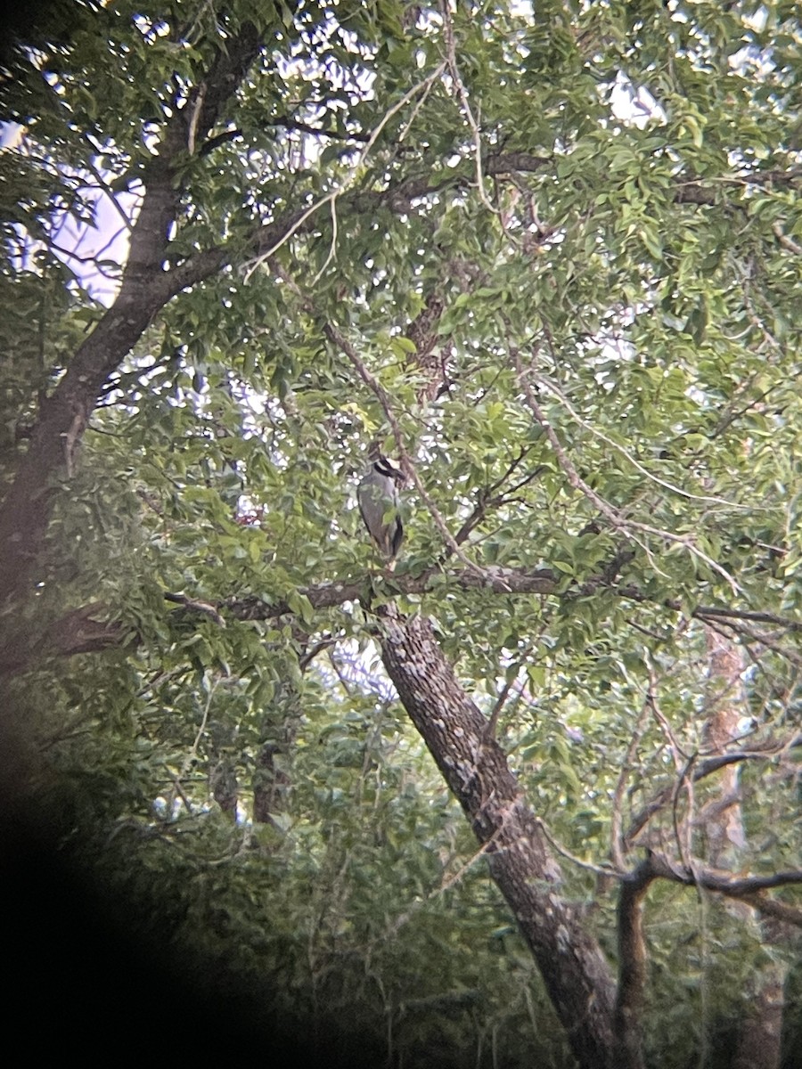 Yellow-crowned Night Heron - ML465477801