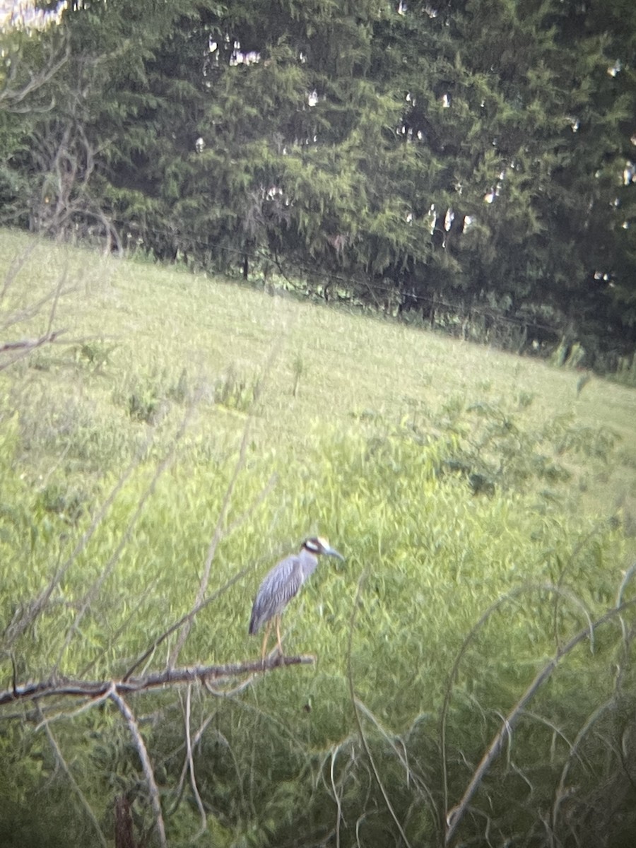 Yellow-crowned Night Heron - ML465477811