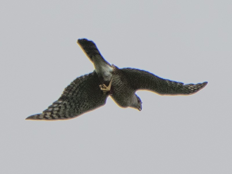 Cooper's Hawk - Peter Kondrashov