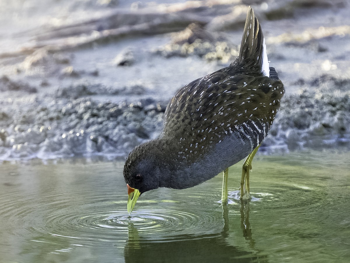 Australian Crake - ML465478841