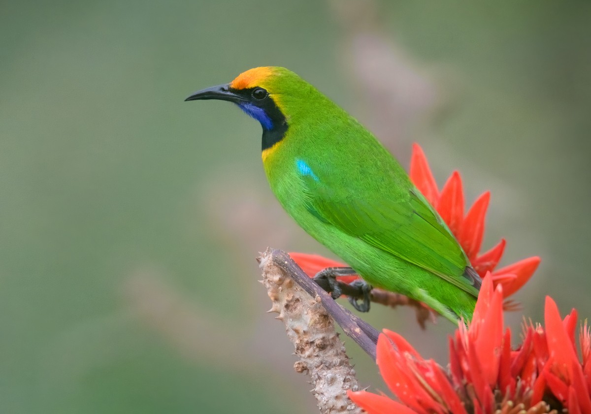 Golden-fronted Leafbird - ML465479051