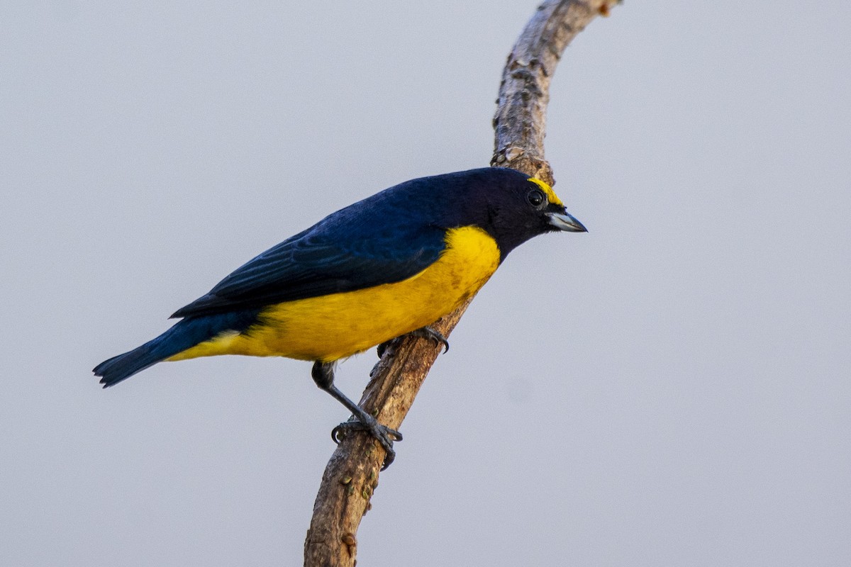 Purple-throated Euphonia - ML465479121