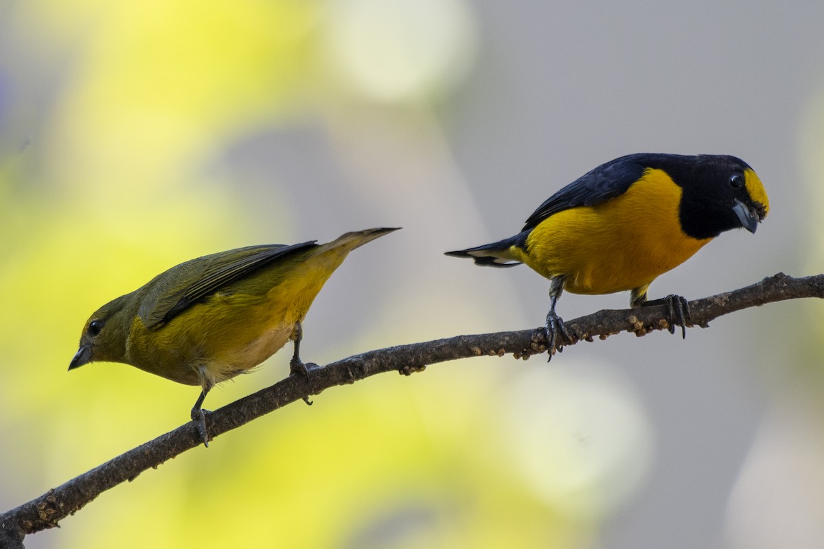 Purple-throated Euphonia - ML465479131