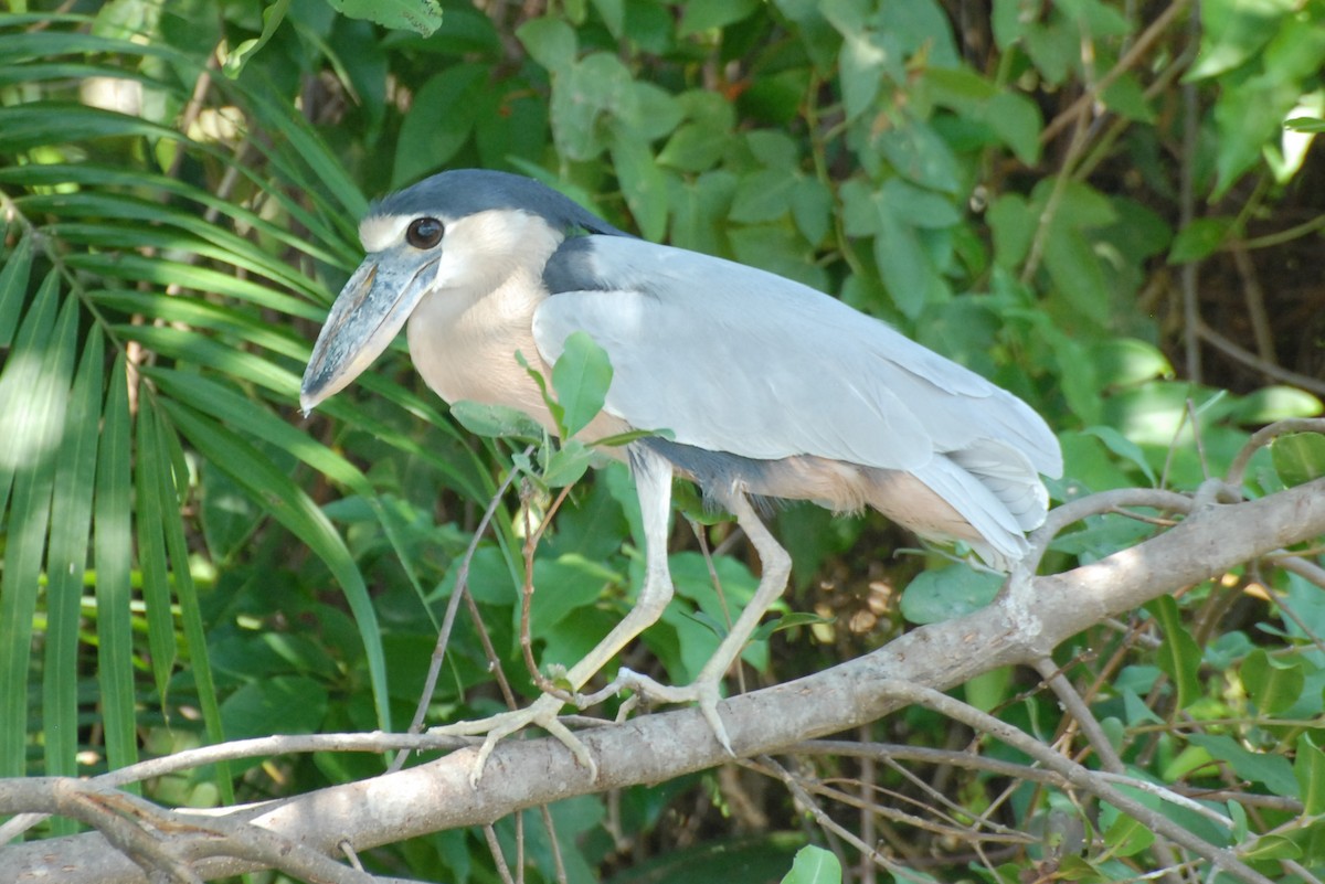 Boat-billed Heron - ML465479961