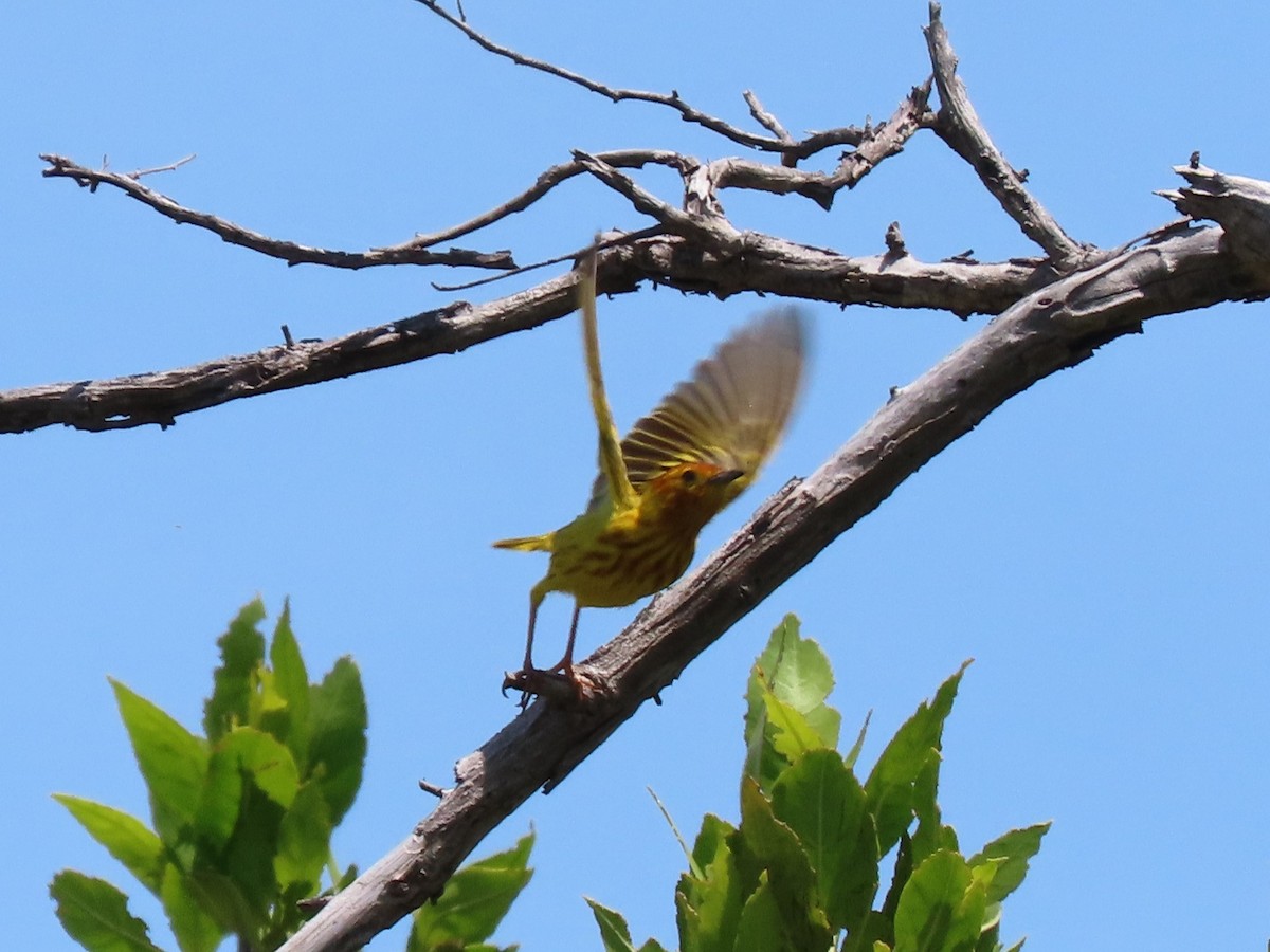 Yellow Warbler - Manuel Pérez R.