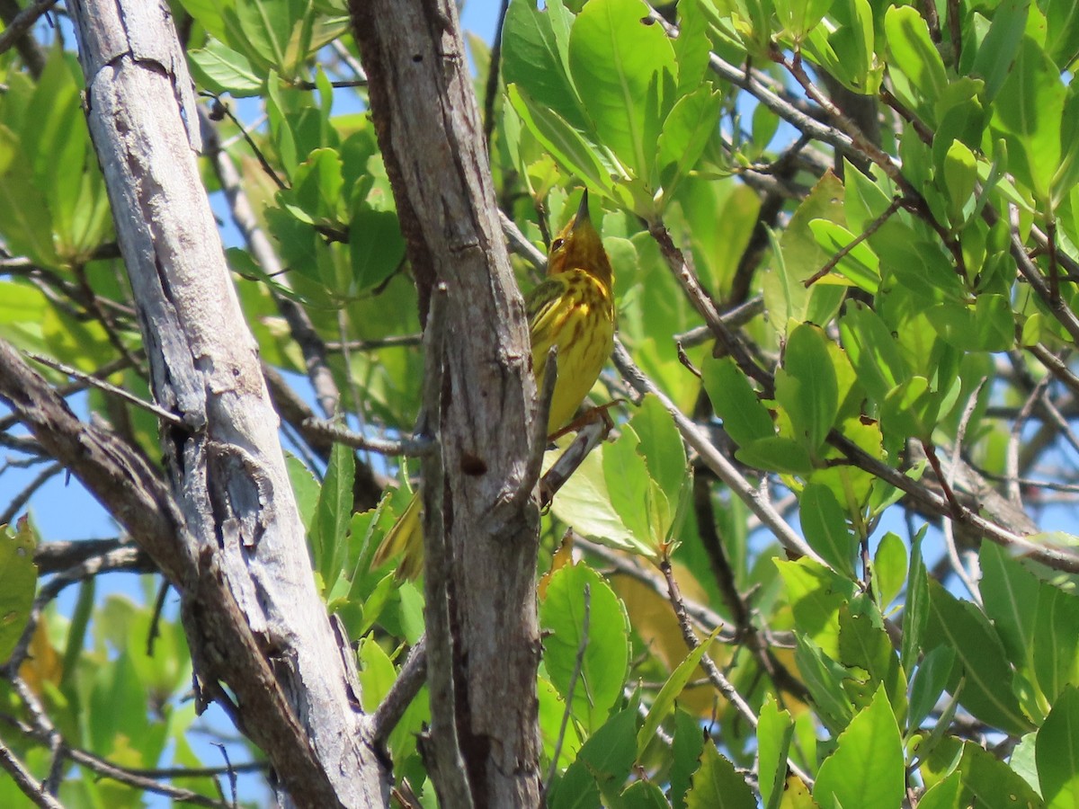 Yellow Warbler - Manuel Pérez R.