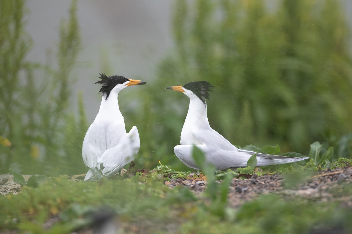 Chinese Crested Tern - ML465481381