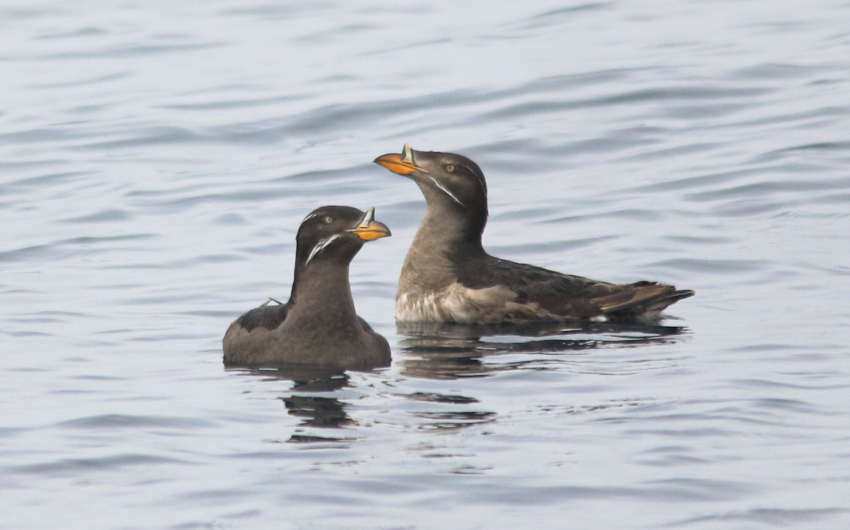 Rhinoceros Auklet - ML465482441