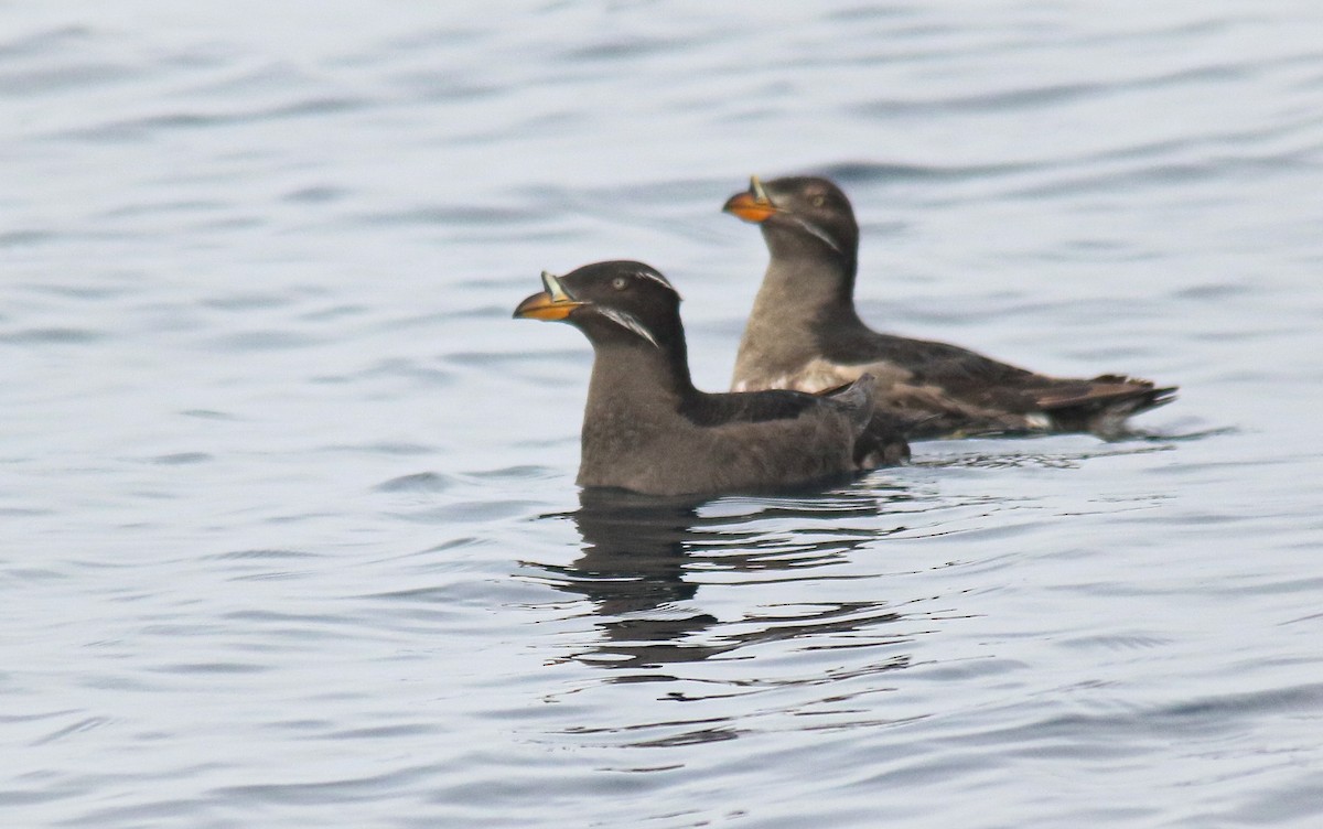 Rhinoceros Auklet - ML465482461