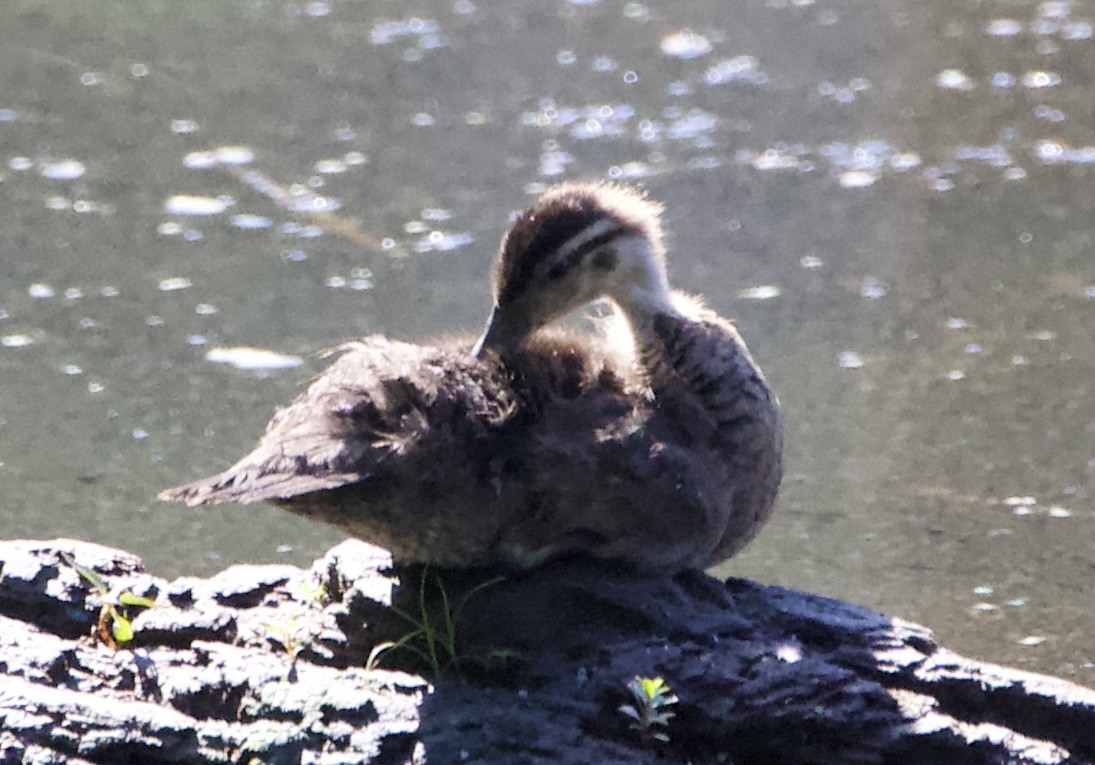 Wood Duck - ML465483031