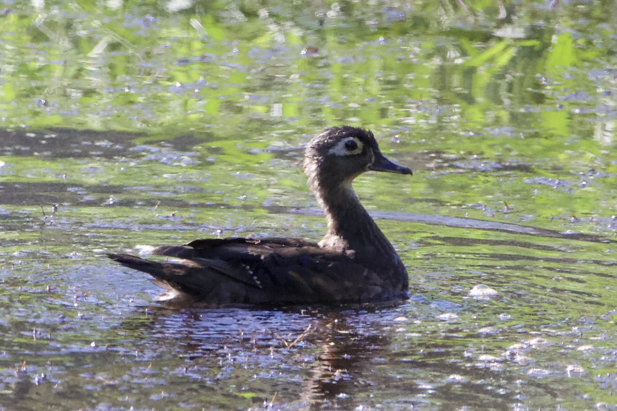 Wood Duck - ML465483041
