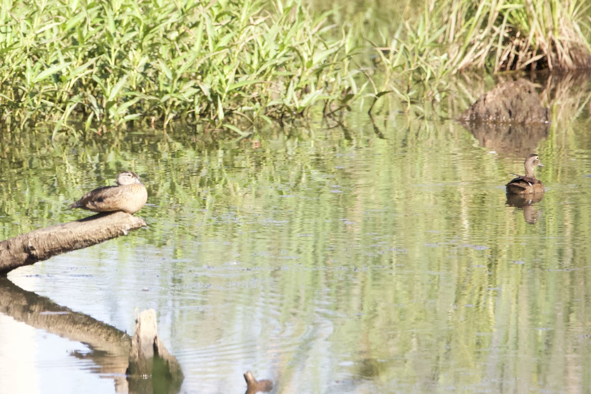 Wood Duck - ML465483051