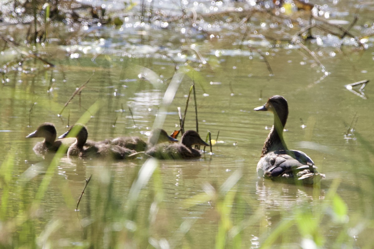 Mallard - ML465483181