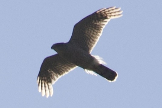 Cooper's Hawk - ML465483731