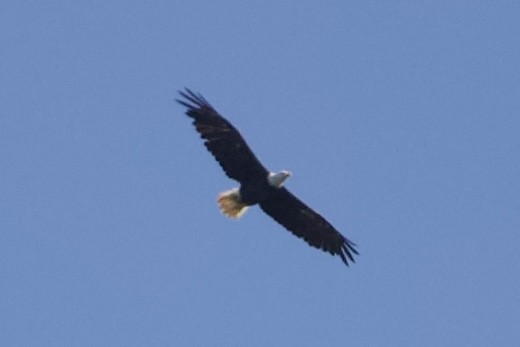 Bald Eagle - ML465483771