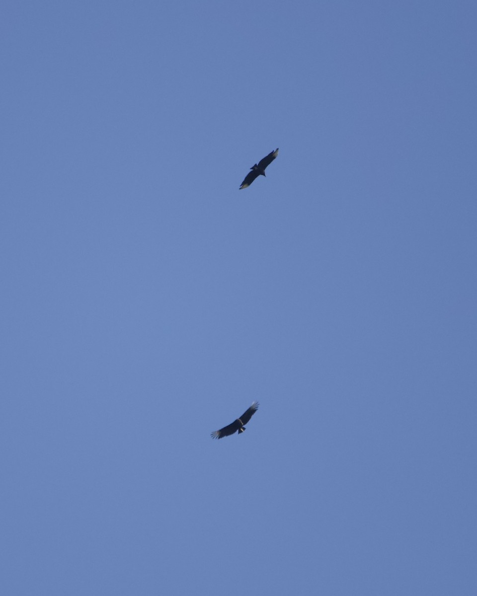 Black Vulture - ML465484071