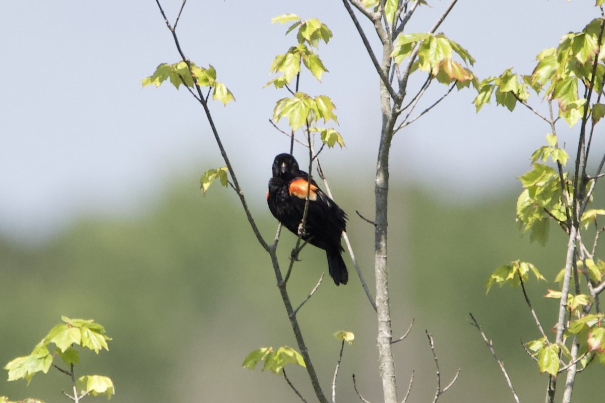 Red-winged Blackbird - ML465484521