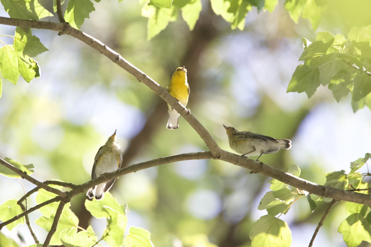 Prothonotary Warbler - Adam Prince