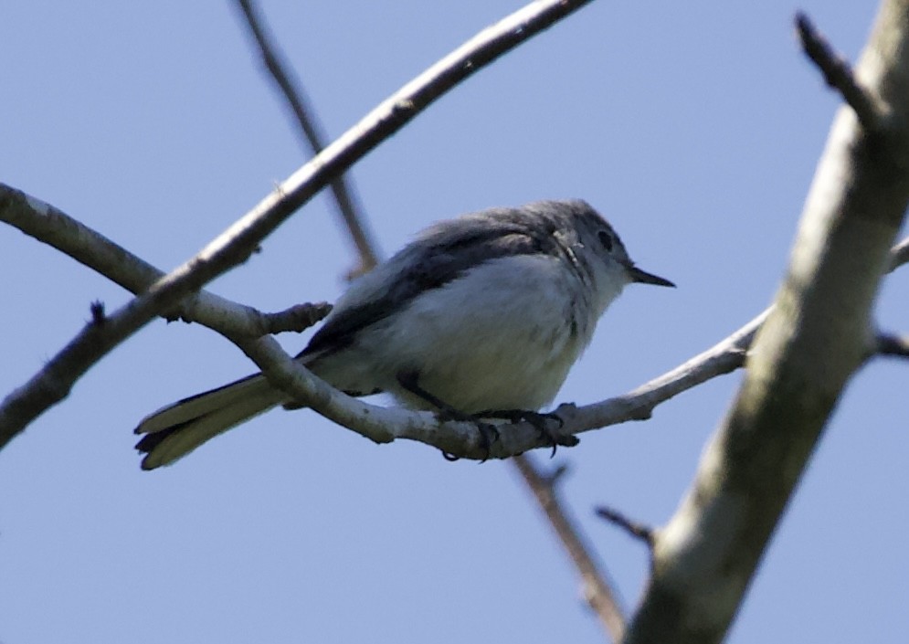 Blue-gray Gnatcatcher - ML465485131