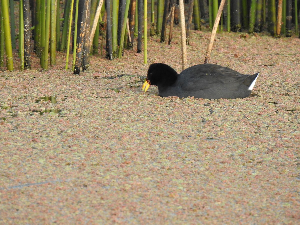 Red-fronted Coot - ML465485401